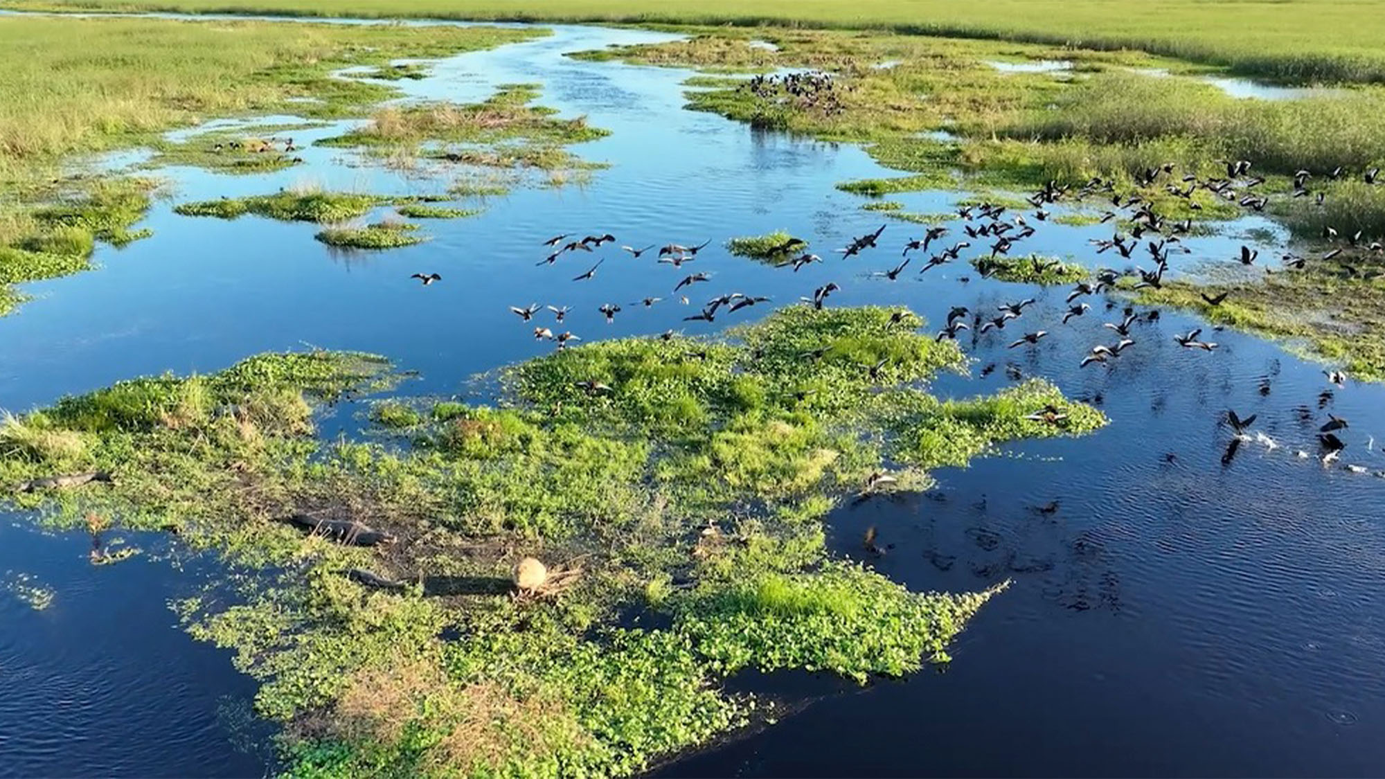 Foto:Foto: Programa NEA Aves Argentinas